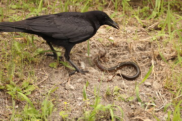 Carrion crow (Corvus corone) is a passerine bird of the family Corvidae and the genus Corvus. This crow is eating swamp eel, taken in Japan.