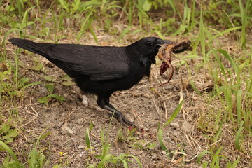 Carrion crow (Corvus corone) is a passerine bird of the family Corvidae and the genus Corvus. This crow is eating swamp eel, taken in Japan.