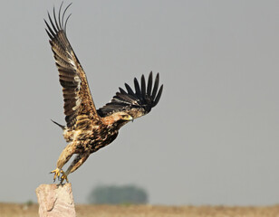 The Eagle in the desert