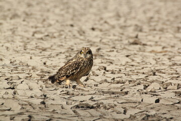 The short eared owl in the desert