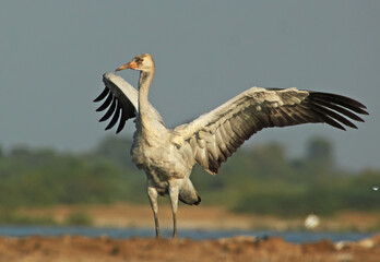 Demoiselle cranes in the wetland