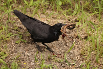 Carrion crow (Corvus corone) is a passerine bird of the family Corvidae and the genus Corvus. This crow is eating swamp eel, taken in Japan.