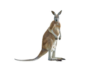 red kangaroo isolated on white background