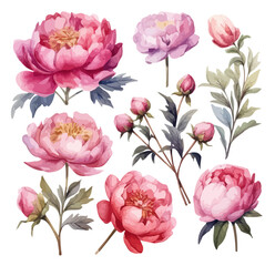 peony flower set watercolor vector illustration,set illustration of pink peonies in watercolor paint isolated on white background, pink peony, and blossom, peony buds and branch