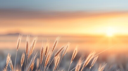 Naklejka premium Serene sunrise over a field with gently swaying wheat stalks, capturing the beauty of nature's morning light.