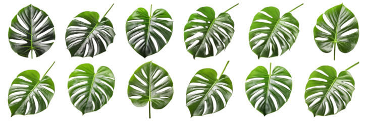 Monstera Leaf Collection on a transparent background