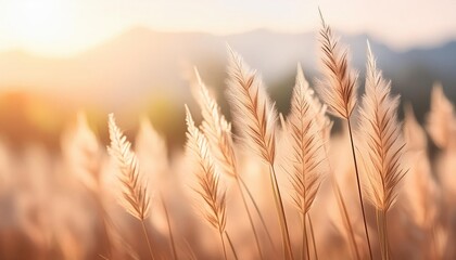 Decorative grasses, wallpapers in autumn pastel colors with space for text