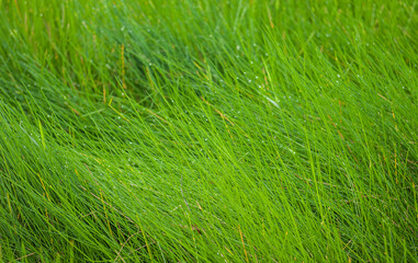 Green fields in the countryside