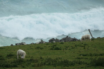 Sheep in a pasture on the edge of a cliff on the Atlantic, surf in the background
