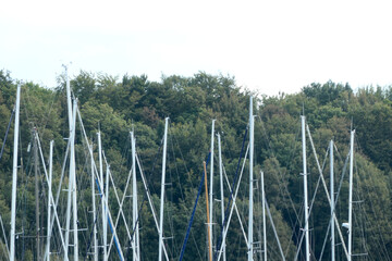 White sailing masts in front of trees