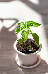 Lady bag rests on the leaves of the plant. Nature