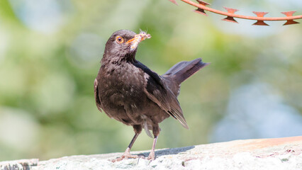 red winged blackbird