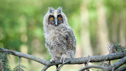 great horned owl