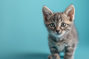 A small gray kitten on blue background. Gray cat in the photo studio. Pet. Animal.