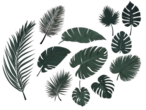 Set of palm tree leaf silhouettes in various shapes and sizes. illustration. Isolated transparent background