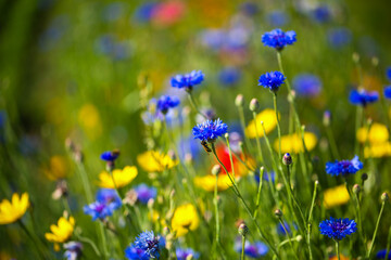 cornflower in a meadow, summertime