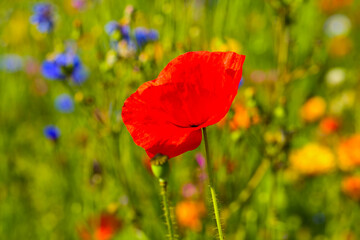 Fototapeta premium red poppies in the field, summer time, Papaver rhoeas, nature