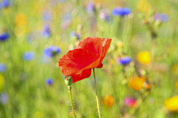 Fototapeta premium red poppies in the field, summer time, Papaver rhoeas, nature