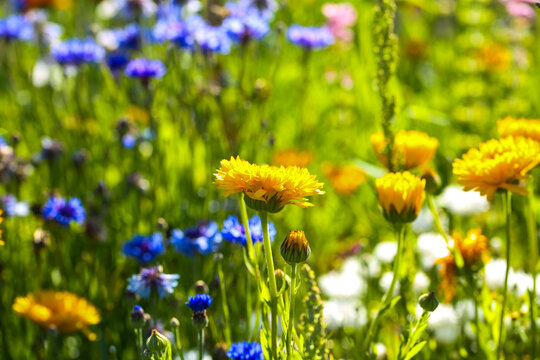 Marigold (Calendula officinalis) alone in the garden