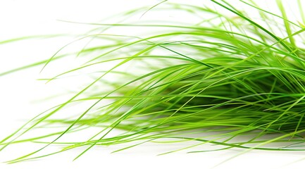 green grass isolated on white