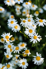 Daisies in the field against the blue sky. Blooming meadow in the village