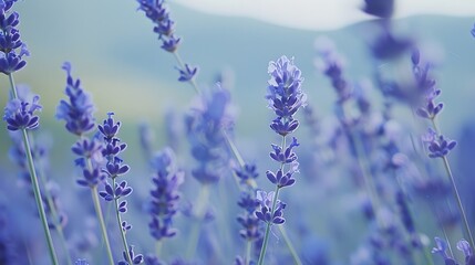 Naklejka premium Fragrant blue lavender flowers blossoming on vast field in peaceful summer farmland. 