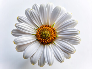 Naklejka premium white daisy flower, isolated, white, plant, chamomile, summer, camomile, spring, yellow, blossom, beauty, petal, macro
