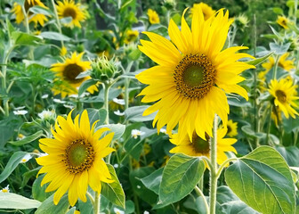 Naklejka premium yellow sunflowers bloom in the field
