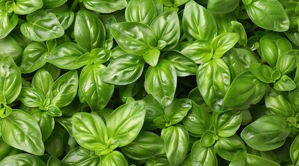 basil leaves