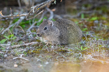Desert Cavi, Lihue Calel National Park, La Pampa Province, Patagonia , Argentina
