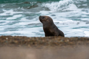South American  Sea Lion (Otaria flavescens) Female,.Peninsula Valdes ,Chubut,Patagonia, Argentina