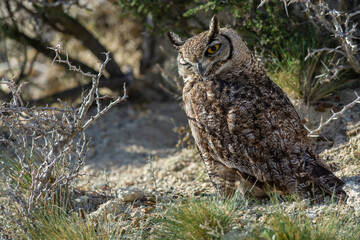 Great Horned Owl, Bubo virginianus nacurutu, Peninsula Valdes, Patagonia, Argentina.