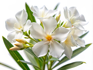Fototapeta premium white flowers isolated on white, plumeria, nature, blossom, plant, tropical, yellow, flowers, spa, spring, beauty, bloom, leaf, flora, petal