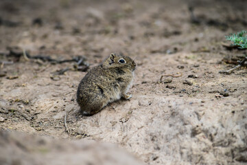 Desert Cavi, Lihue Calel National Park, La Pampa Province, Patagonia , Argentina