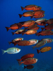 Schooling Crescent-tail bigeye Priacanthus hamrur 