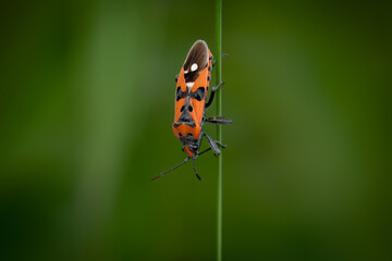 Black-and-red-bug (Lygaeus simulans) in the grass, Belgium