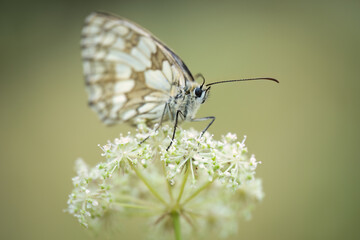 Marbled white (Melanargia galathea), Belgium