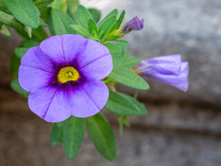 Closeup view of purple and yellow flower of calibrachoa parviflora aka seaside petunia isolated outdoors in garden