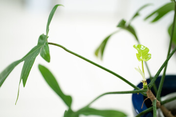 Close up and selective focus growing Philodendron Florida Ghost in pot at garden.