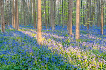 The rising sun illumingating a flowerbed of bluebells in the Hallerbos, on an early spring morning.
