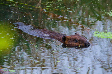 Beaver Swimming