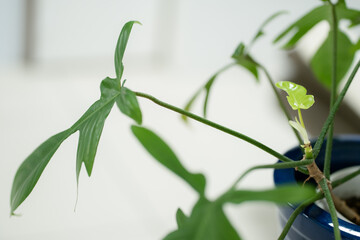 Close up and selective focus growing Philodendron Florida Ghost in pot at garden.