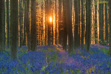 Obraz premium The rising sun illumingating a flowerbed of bluebells in the Hallerbos, on an early spring morning.