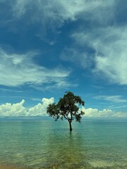 tree on the sea