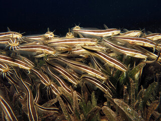 Foraging Striped eel catfish Plotosus lineatus 