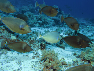 Schooling Bluespine unicornfish Naso unicornis