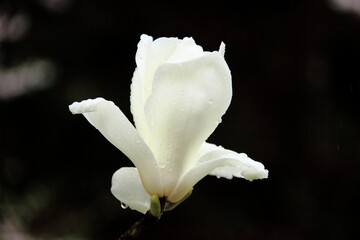 A pristine white flower in full bloom, captured in a close-up shot. Dew drops delicately adorn its petals, highlighting the beauty of nature in spring.