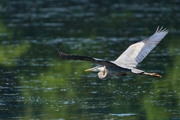 Great blue heron in flight over a reflective water surface on a sunny day in Dover, Tennessee