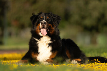 Bernese Mountain Dog portrait, golden hour, happy dog