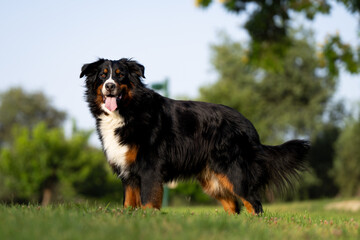 Bernese Mountain Dog portrait, golden hour, happy dog